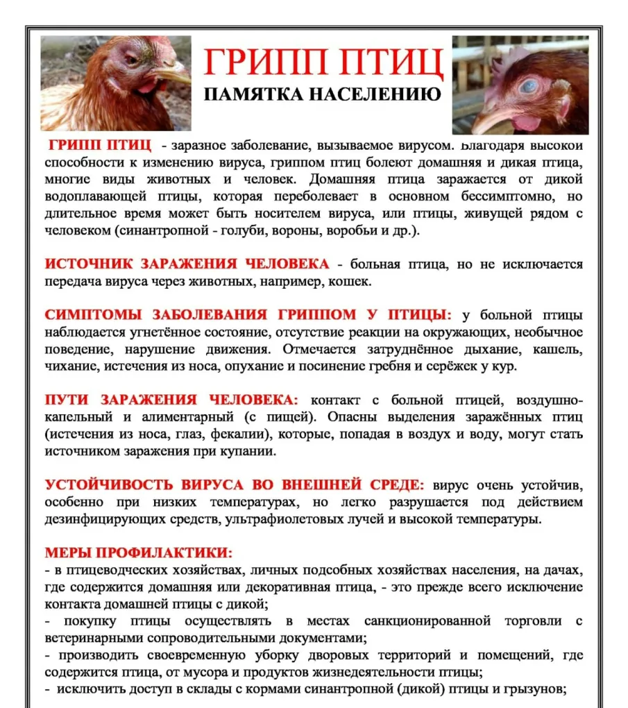 ВЫСОКОПАТОГЕННЫЙ ГРИПП ПТИЦ