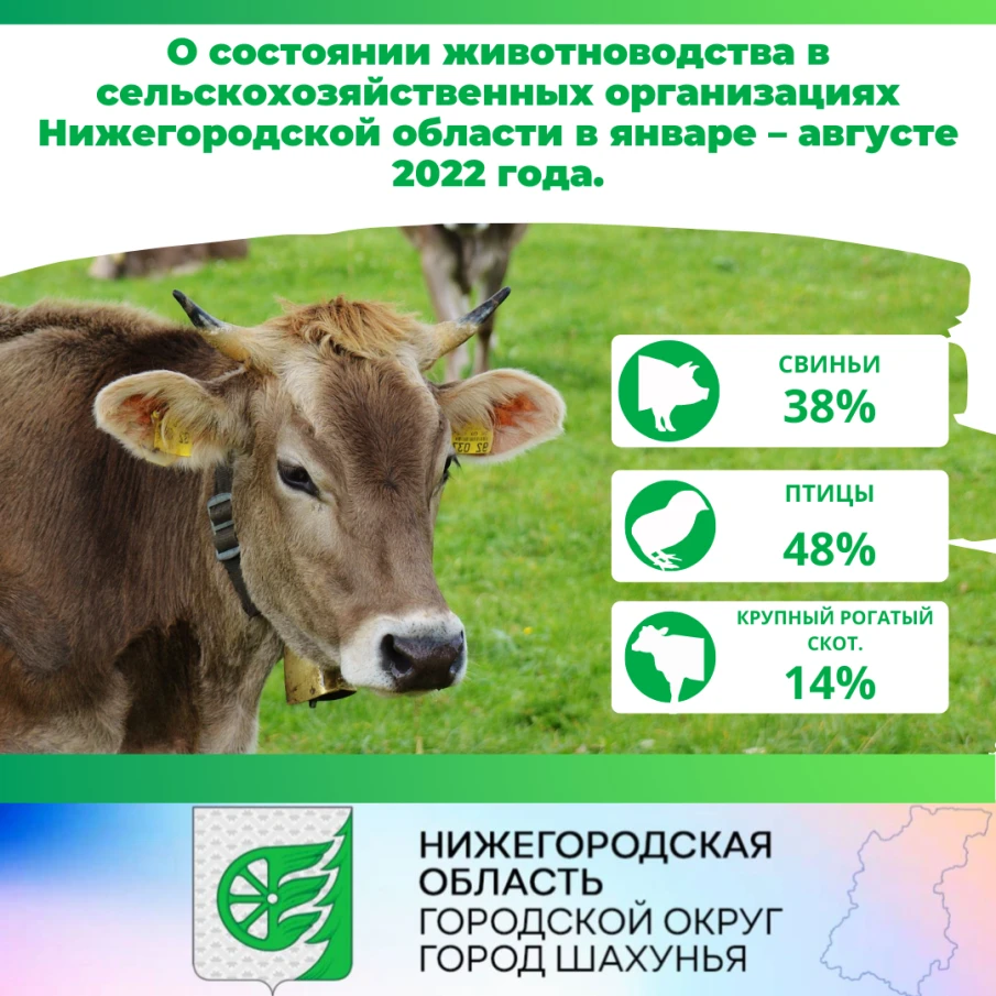 О состоянии животноводства в сельскохозяйственных организациях Нижегородской области в январе – августе 2022 года.